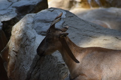 Capra falconeri heptneri