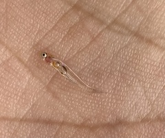 Danionella translucida