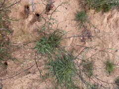 Podolepis capillaris