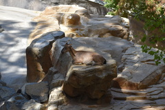 Capra falconeri heptneri