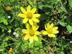 Senecio bombayensis