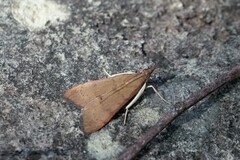 Uresiphita