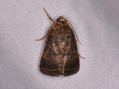 Orthodes majuscula