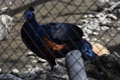 Lophura ignita ignita