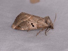 Plagiomimicus pityochromus