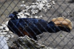 Lophura ignita ignita