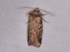 Plagiomimicus pityochromus