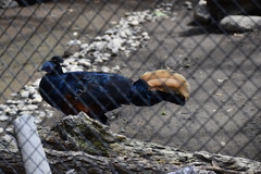 Lophura ignita ignita