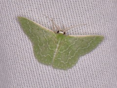 Synchlora frondaria