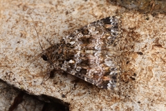 Callopistria latreillei