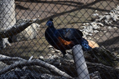 Lophura ignita ignita