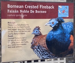 Lophura ignita ignita