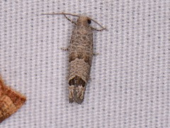 Pelochrista consobrinana