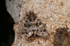 Callopistria latreillei