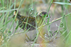 Porzana porzana
