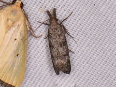 Dichomeris inversella