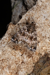 Callopistria latreillei