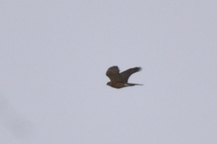Accipiter nisus
