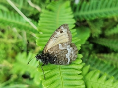 Hipparchia miguelensis