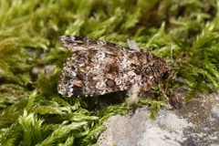 Callopistria latreillei