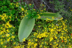 Haemanthus coccineus