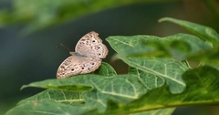 Junonia atlites atlites