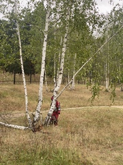 Betula pendula