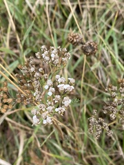 Achillea millefolium