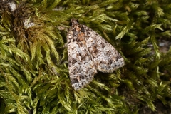 Callopistria latreillei