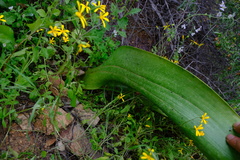 Haemanthus coccineus