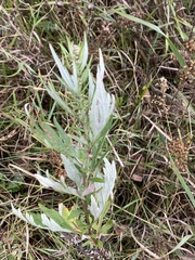 Artemisia vulgaris