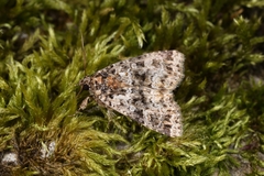 Callopistria latreillei