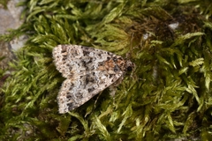 Callopistria latreillei