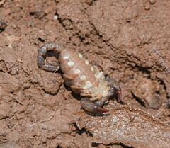 Urodacus manicatus