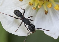 Rhytidoponera victoriae