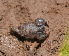 Urodacus manicatus