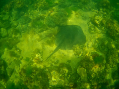 Trygonoptera imitata