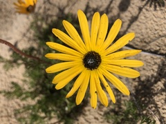 Ursinia