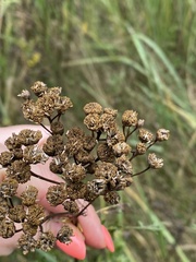 Tanacetum vulgare
