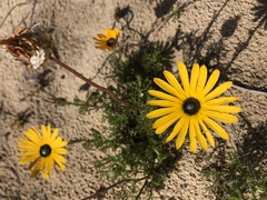 Ursinia