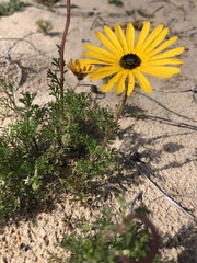 Ursinia