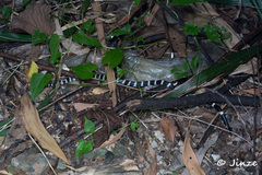 Bungarus multicinctus