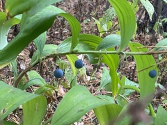 Polygonatum odoratum