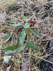Solanum dulcamara