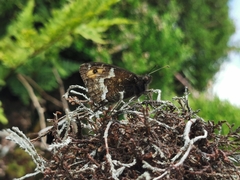 Hipparchia miguelensis