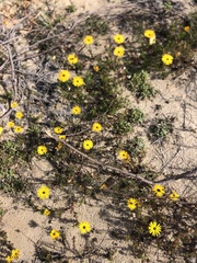 Ursinia
