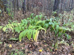 Polygonatum odoratum