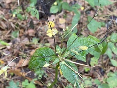 Impatiens parviflora