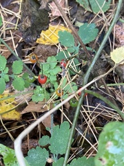 Solanum dulcamara