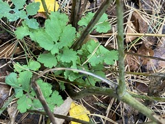 Chelidonium majus